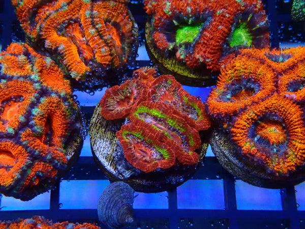 Monsoon Aquatics Ultra Acan Frag