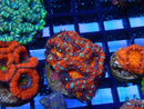 Monsoon Aquatics Ultra Acan Frag