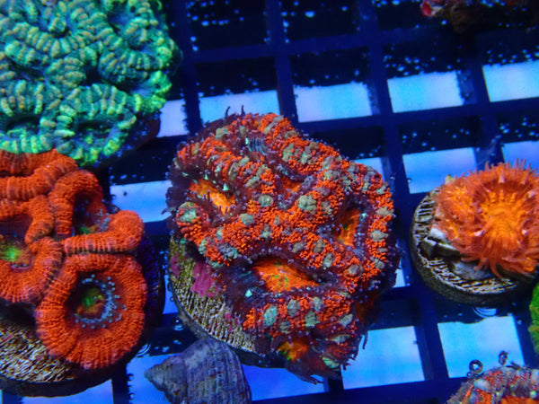 Monsoon Aquatics Ultra Acan Frag