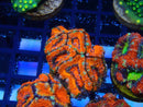 Monsoon Aquatics Ultra Acan Frag