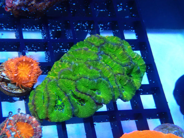 Green Acan small