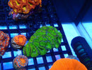 Green Acan small