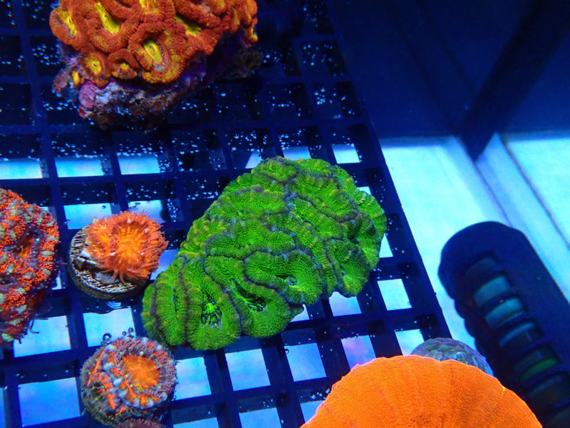 Green Acan small