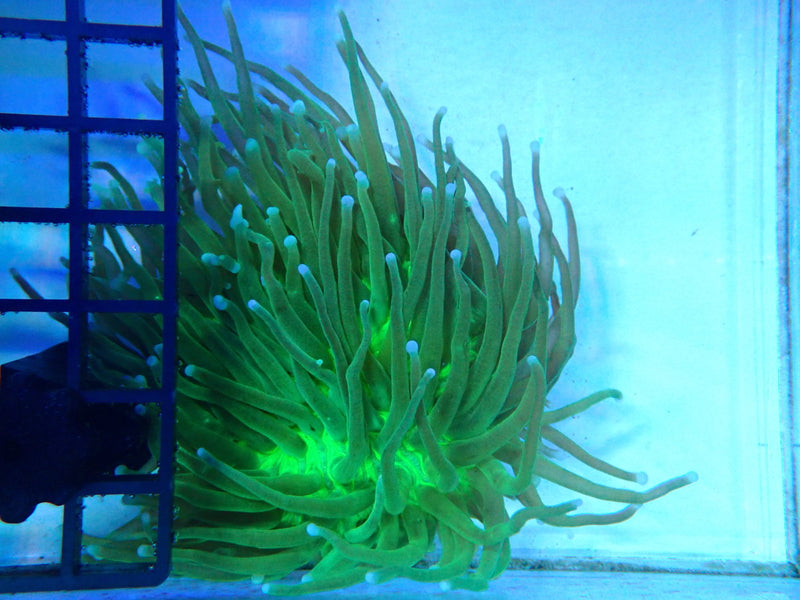 Bright Green Heliofungia small