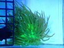Bright Green Heliofungia small