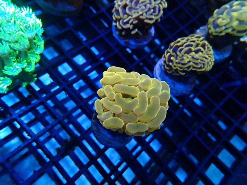Monsoon Aquatics Ultra Wall hammer frag