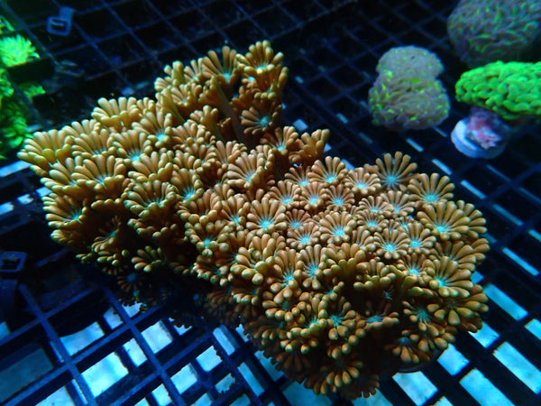 Ultra Alveopora medium