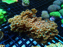 Ultra Alveopora medium
