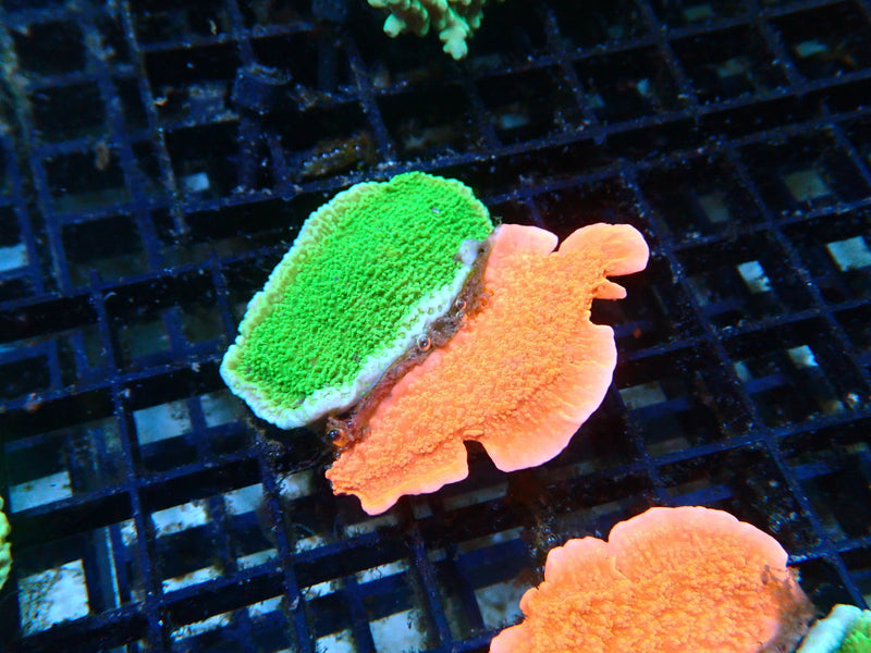 Scrolling Monti Combo