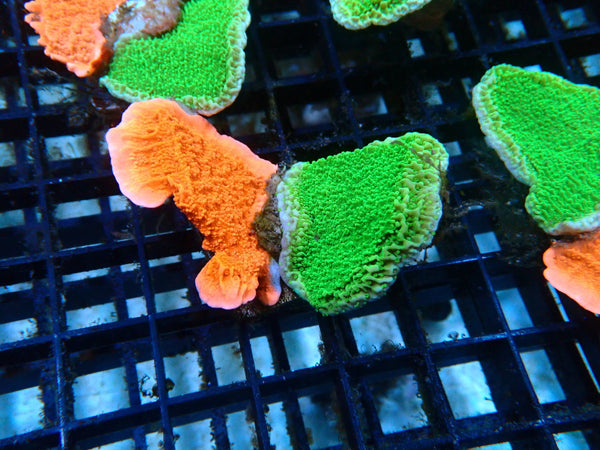 Scrolling Monti Combo