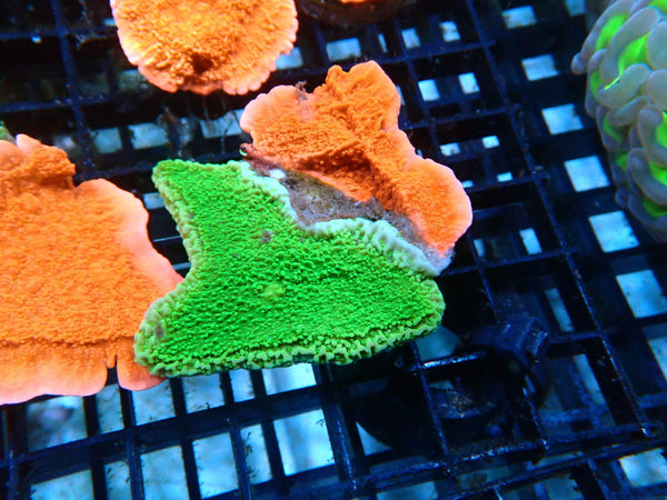 Scrolling Monti Combo