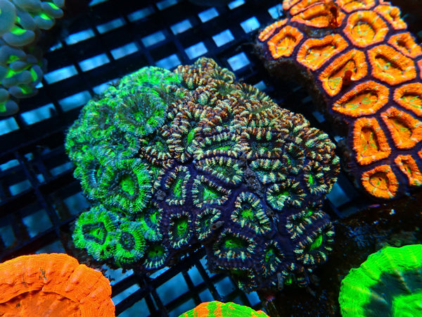 Acan medium natural bi-colour