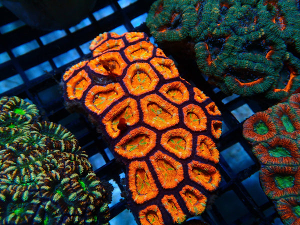 Acan medium Rainbow