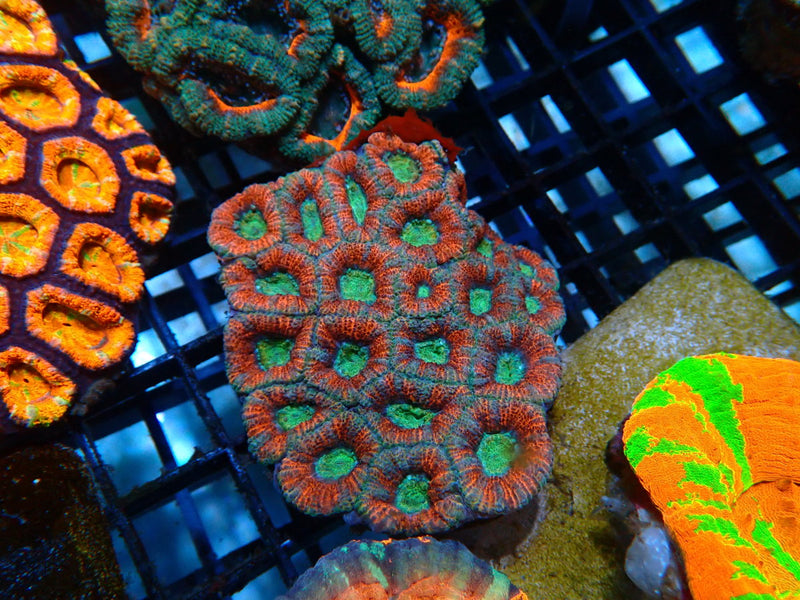 Acan small-medium