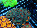 Acan small-medium
