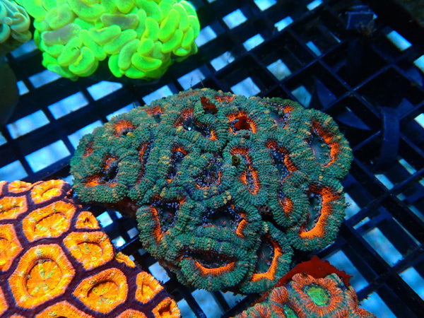 Acan small-medium