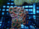 Acan small-medium