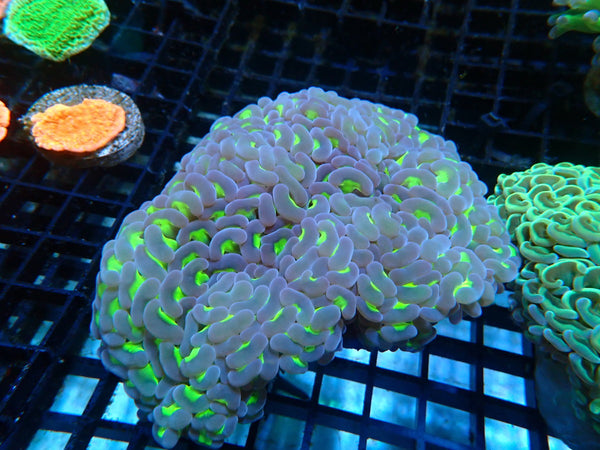 Reverse Hammer medium-large