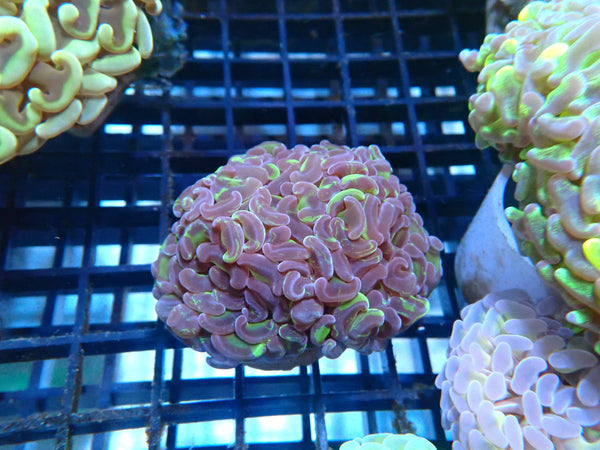 Reverse Hammer small