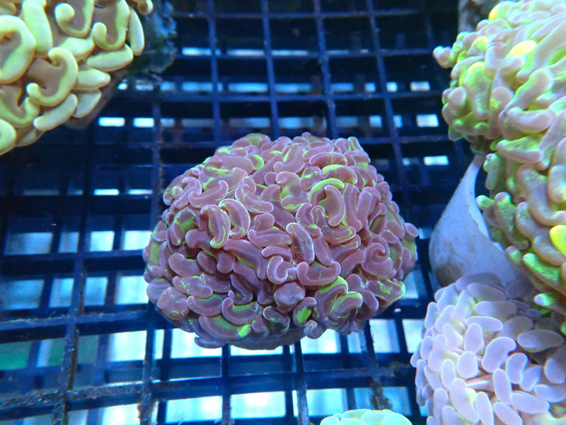 Reverse Hammer small