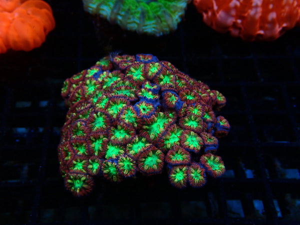 Blastomussa Merletti