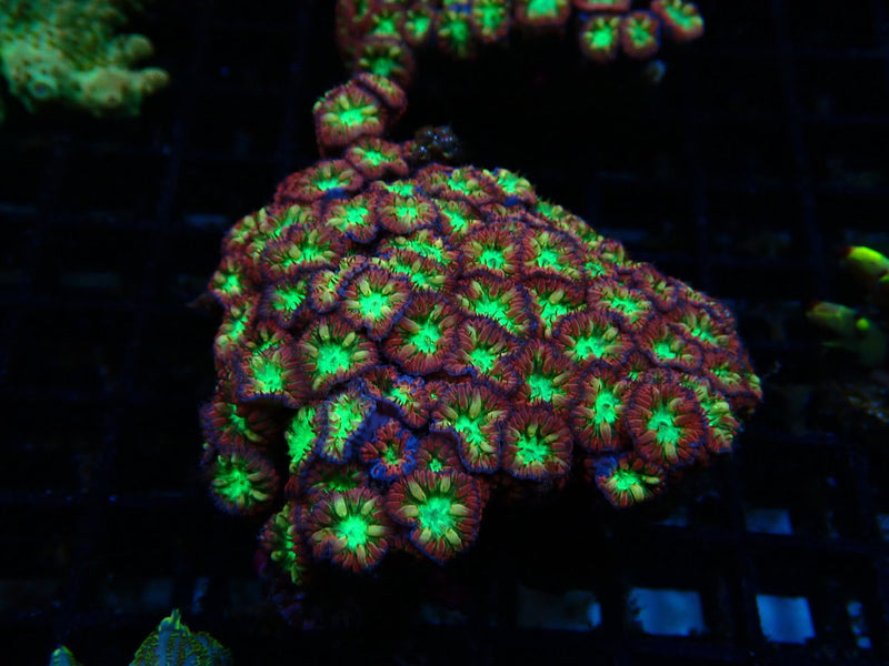 Blastomussa Merletti