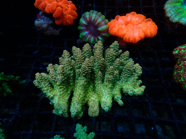 Acropora