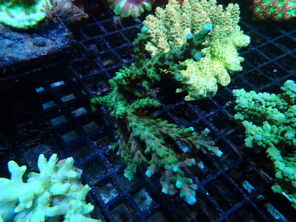 WA Acropora