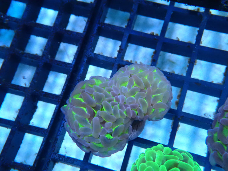 Reverse Branching Hammer