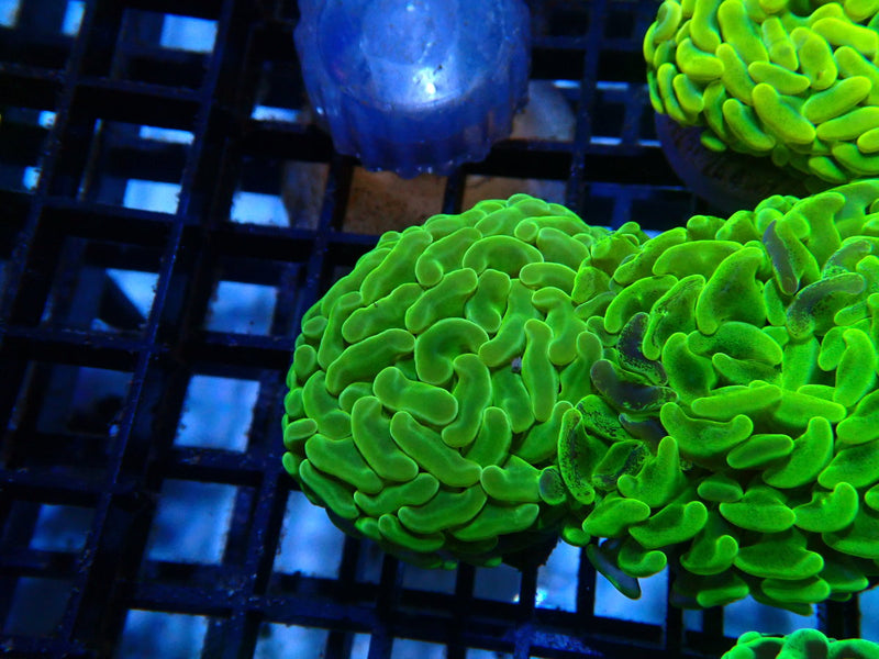 Branching Hammer green