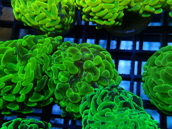 Branching Hammer green