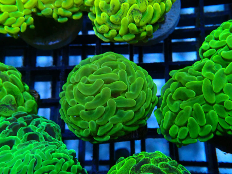 Branching Hammer green