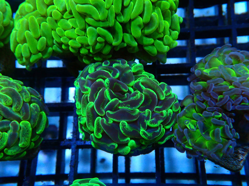 Branching Hammer mottled