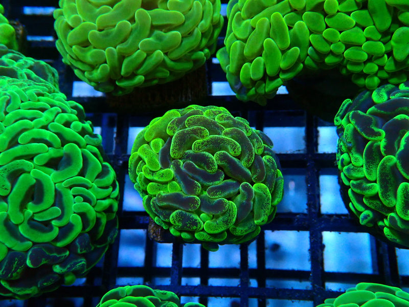 Branching Hammer mottled