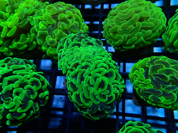 Branching Hammer green