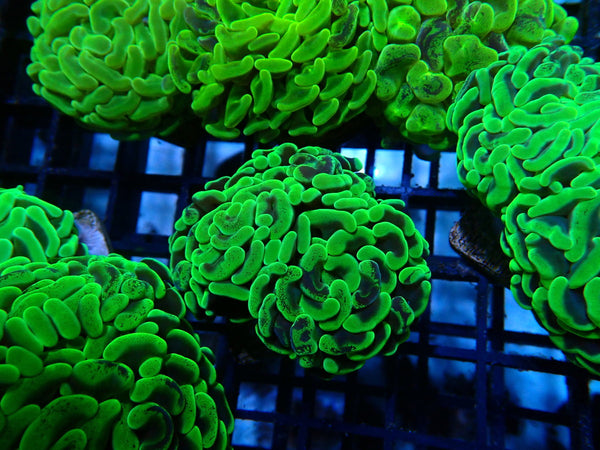 Branching Hammer green