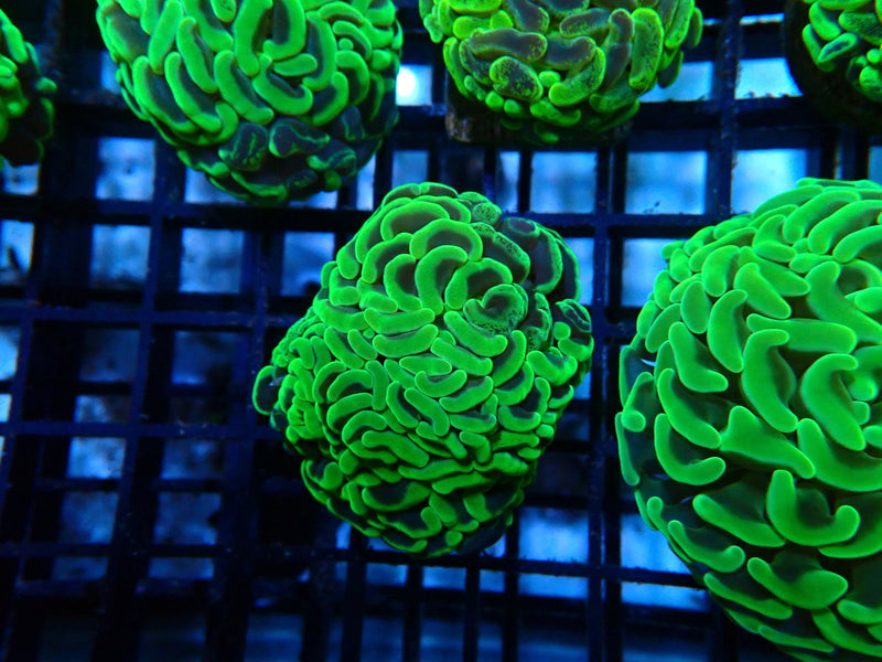 Branching Hammer green