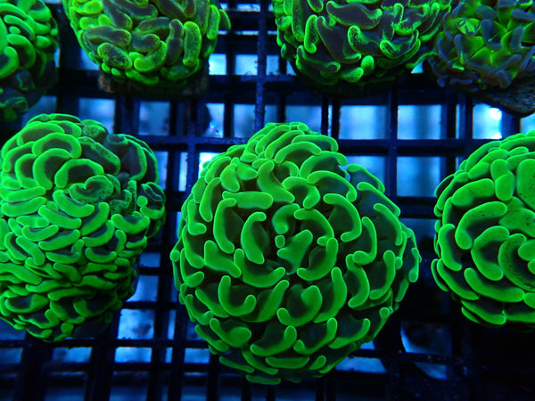 Branching Hammer green