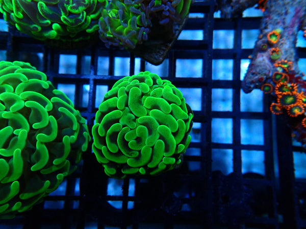 Branching Hammer green