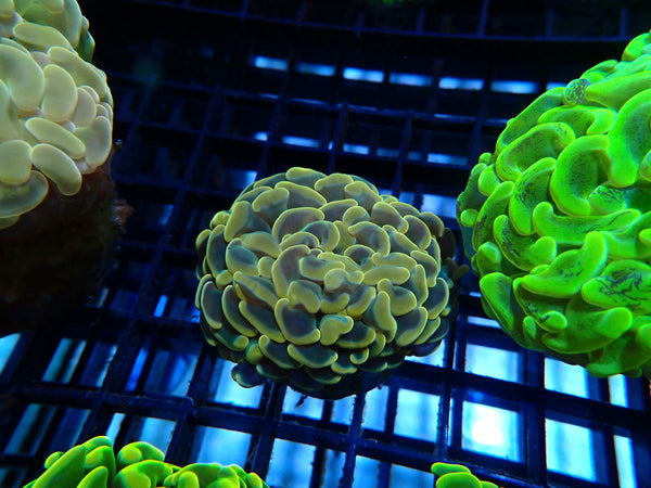 Ultra Branching Hammer