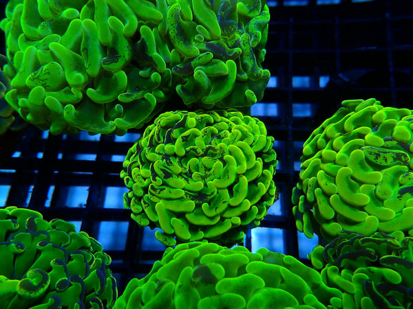 Ultra Branching Hammer