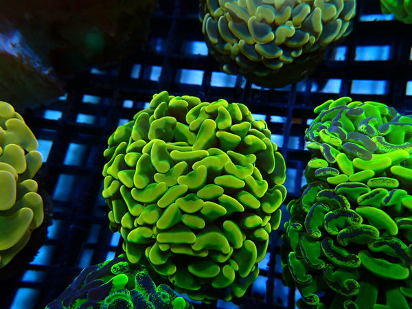 Ultra Branching Hammer