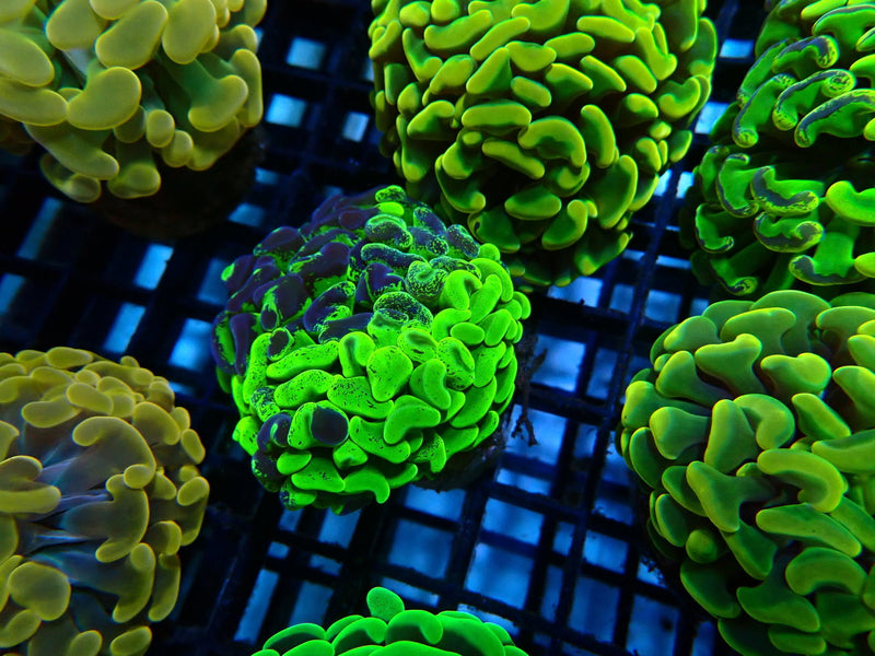 Ultra Branching Hammer