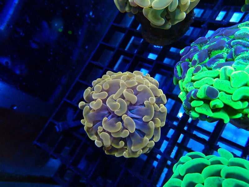 Monsoon Aquatics Ultra Hammer Frag