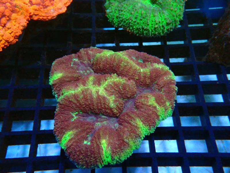 Ultra Lobo Small-medium