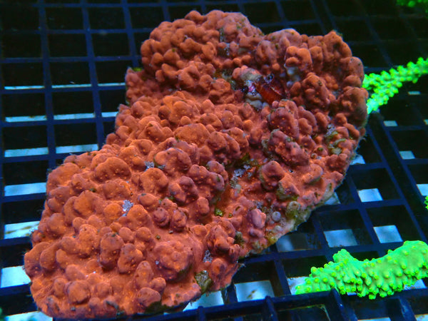 Montipora medium Unique