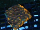 Ultra Acan Echinata medium