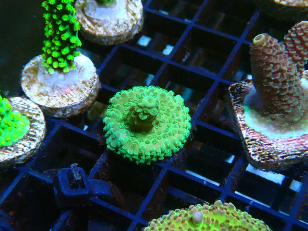 Acro Frag