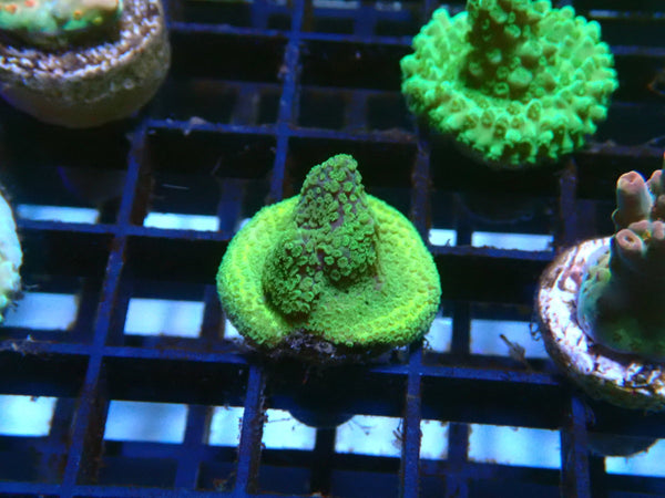 Acro Frag