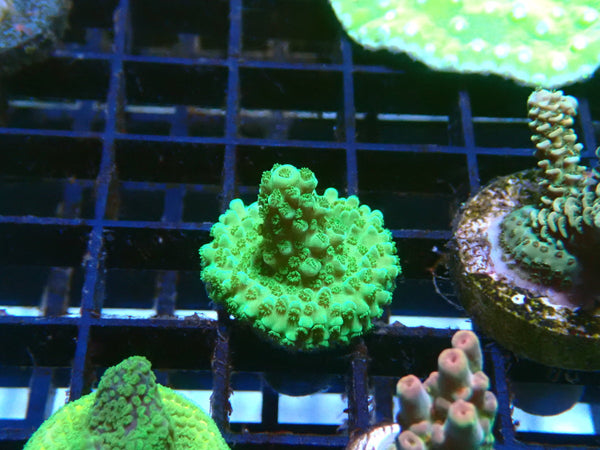 Acro Frag